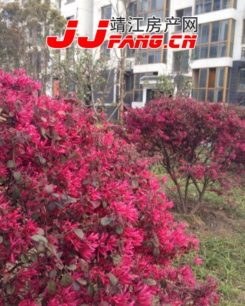 靖江市中心的安置房---天伦花苑(图4)